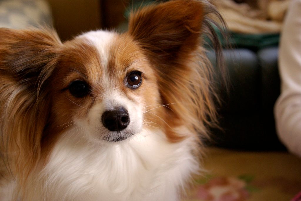 Papillon