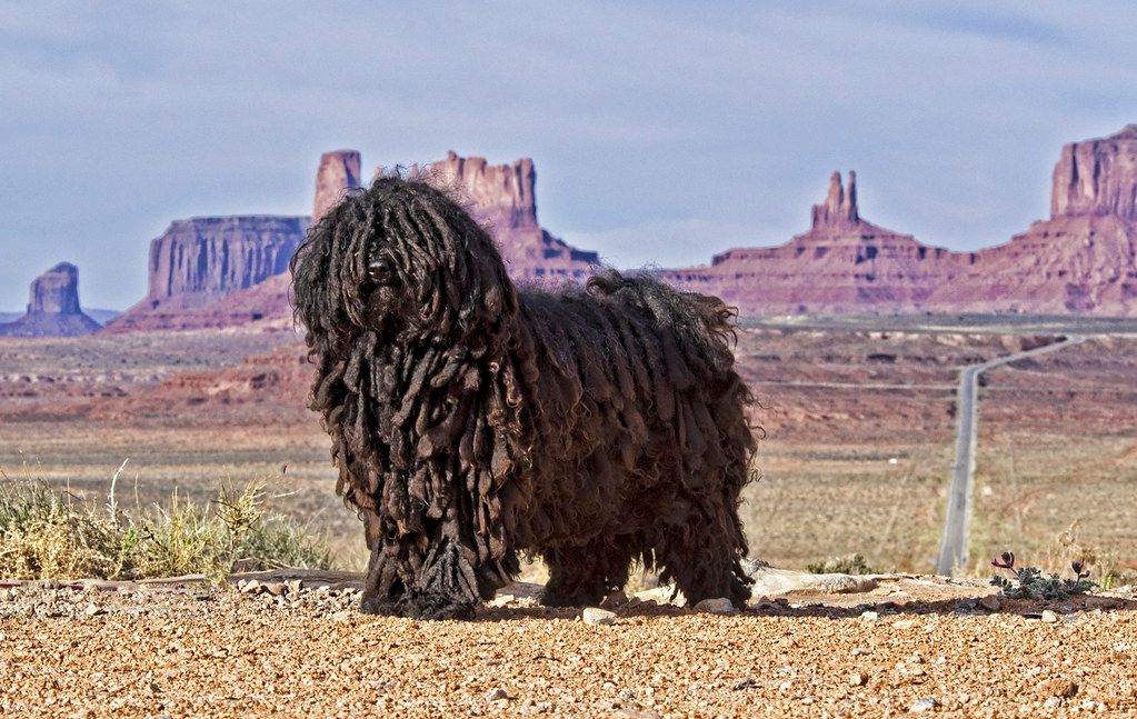 Puli