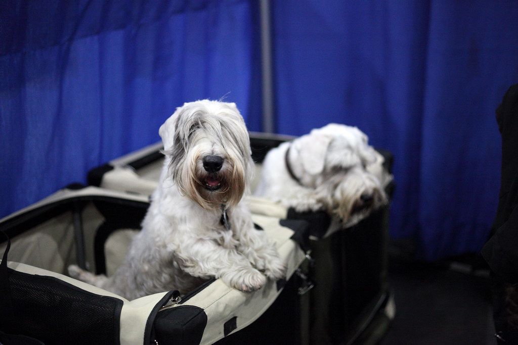 Sealyham terrier