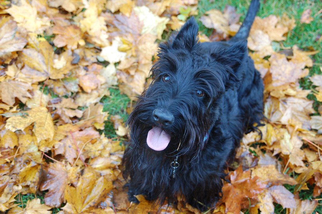 Skót terrier