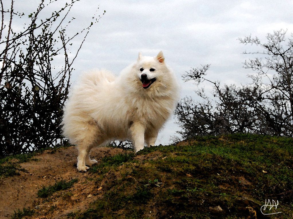 Japán spitz