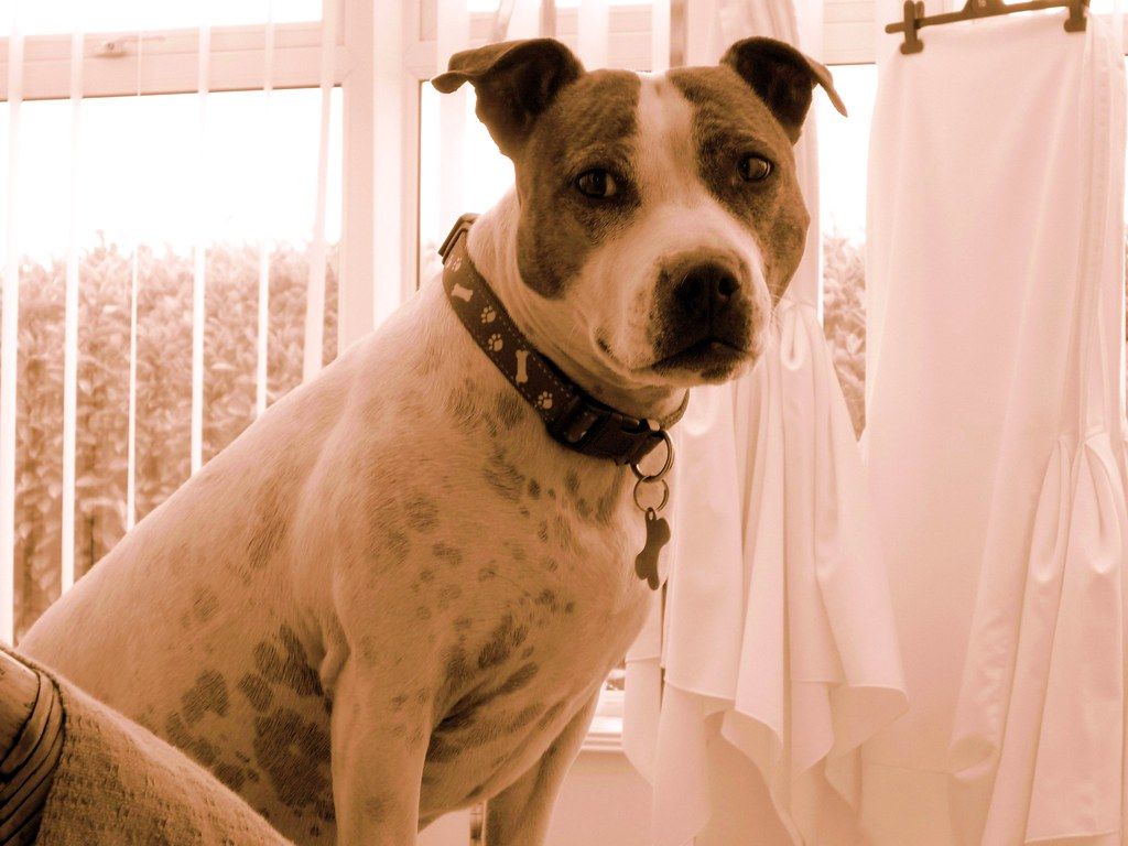 Staffordshire bullterrier