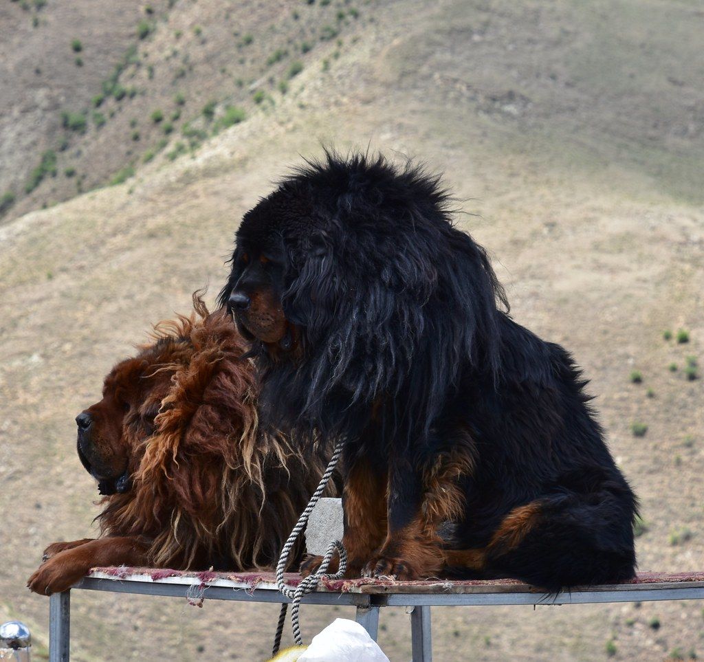 Tibeti masztiff
