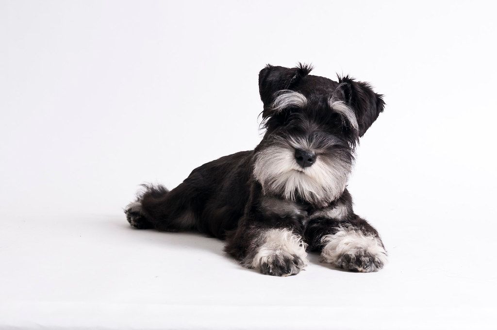 Törpe schnauzer