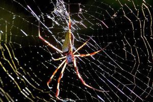 Nőstényóriás - Nephila komaci pók