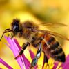 A háziméh vagy mézelő méh (Apis mellifera)