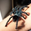 Pókcsípések: veszélyes pókok, illetve hogyan kezeljük a csípésüket?