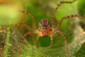 Pókok: a rovarvilág szuperhősei