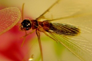 A termeszek (Isoptera)