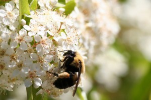 A darazsak és a méhek