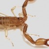 Új skorpiófajt fedeztek fel a Halál-völgyben