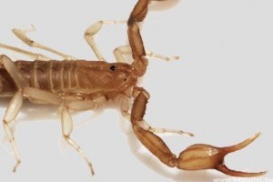 Új skorpiófajt fedeztek fel a Halál-völgyben