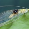 Fotómegosztó portálon fedezték fel az új rovarfajt