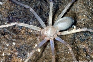 Megtalálták a világ első szem nélküli pókját