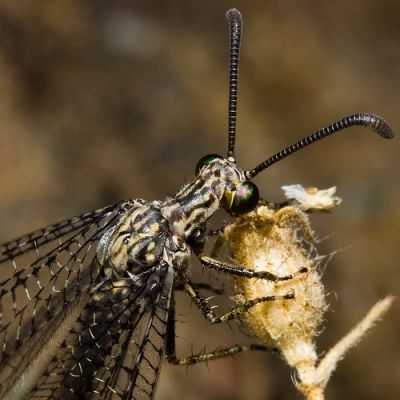 hangyaleső (Myrmeleon formicarius)