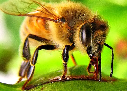 A háziméh vagy mézelő méh (Apis mellifera) - Ízeltlábú fajok