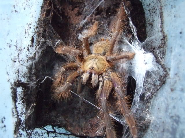 Brachypelma-klaasi