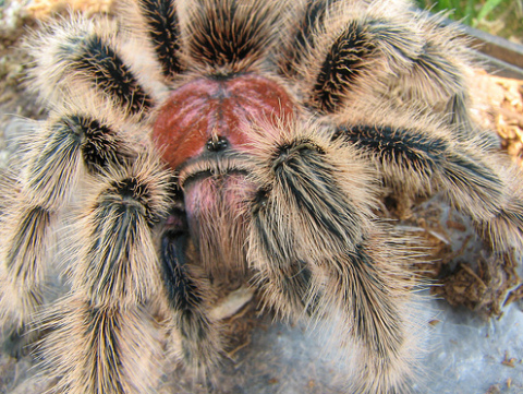 madárpók, tarantula