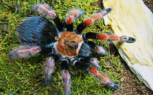 brachypelma-boehmei