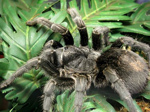 Grammostola-pulchra