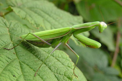 Mantis religiosa, sáska