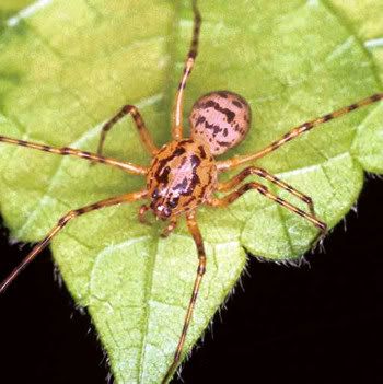 Scytodes-thoricica