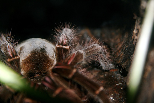 madarevo-tarantula