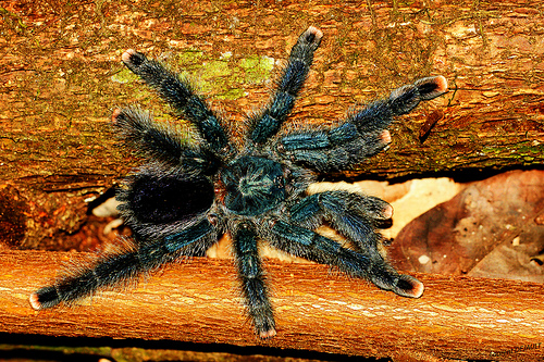 Avicularia metallica