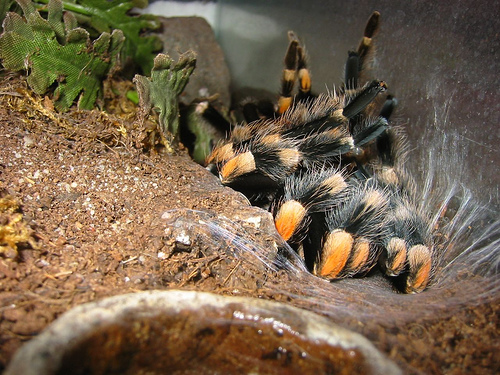 tarantula a terráriumban