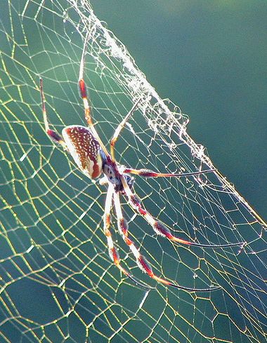 Nephila clavipes hálója