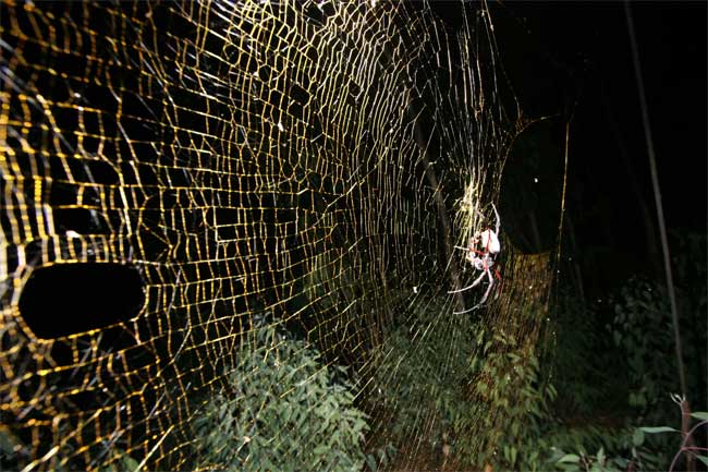 Nephila komaci hálója