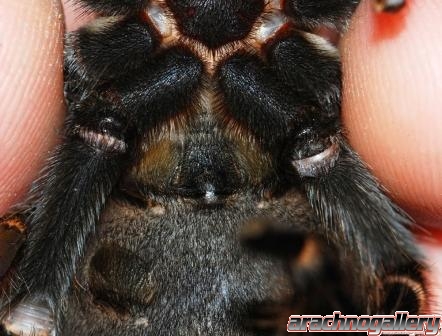 Brachypelma auratum hím