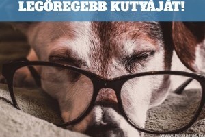 Keresik Magyarország legöregebb kutyáját!