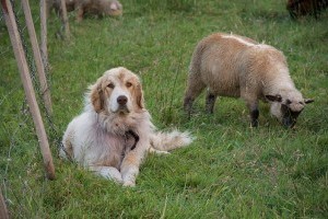 Magyar birkák kutyákat tanítanak beszélni