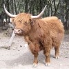 A skót felföldi marha (Bos Taurus)