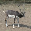 Öt indiai antilop született a Nyíregyházi Állatparkban