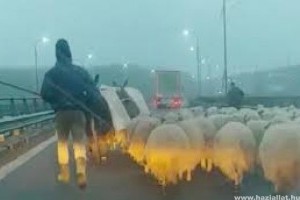 Autópályahídon terelte nyáját egy román pásztor