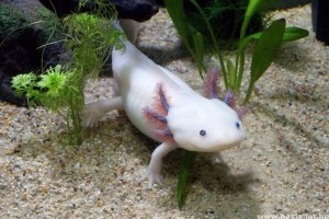Axolotl a kétéltű, aminél nincs cukibb ragadozó