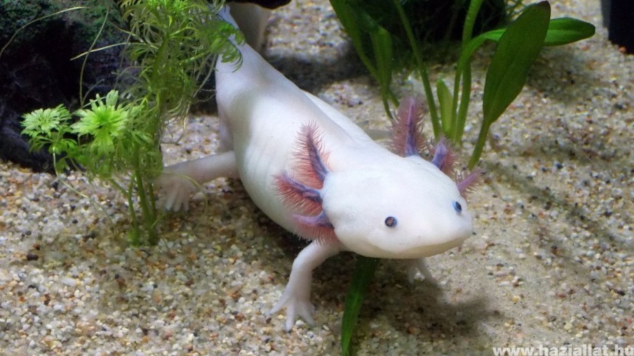 Axolotl a kétéltű, aminél nincs cukibb ragadozó