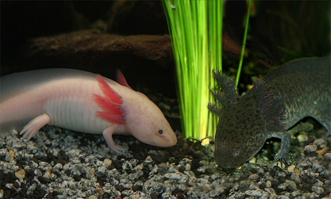 Ambystoma-mexicanum