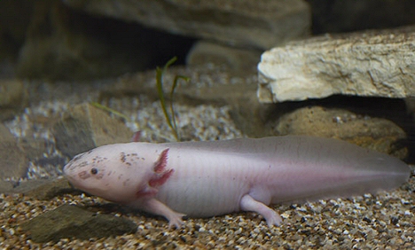 axolotl, kétéltű