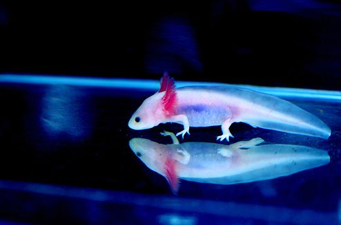 Mexikoi-axolotl