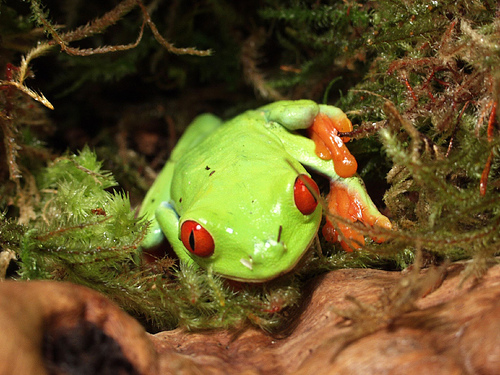 Agalychnis-callidryas