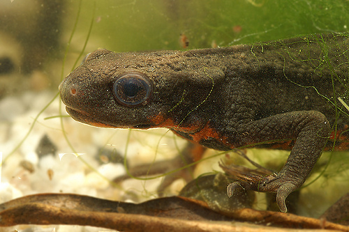 Japán tűzhasú gőte (Cynops pyrrhogaster)