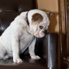 Bonita a ringben - angol bulldog a kutyakiállításon