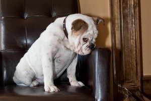 Bonita a ringben - angol bulldog a kutyakiállításon