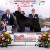Egy magyar újfundlandi kutya lett Európa legszebbje