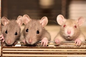 Hogyan lehet a kedvtelésből tartott patkány fogyni - Fórum KLKD MOSZKÓ - Betegség
