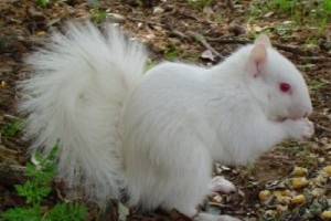 A fehér mókus