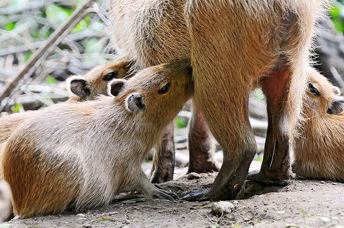 kapibara-malacok